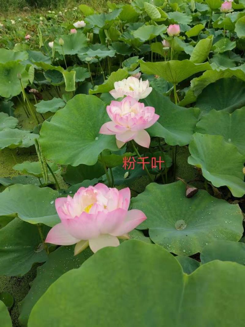 精品荷花苗，公园小区，河道，坑塘专用观赏性荷花，品种多多