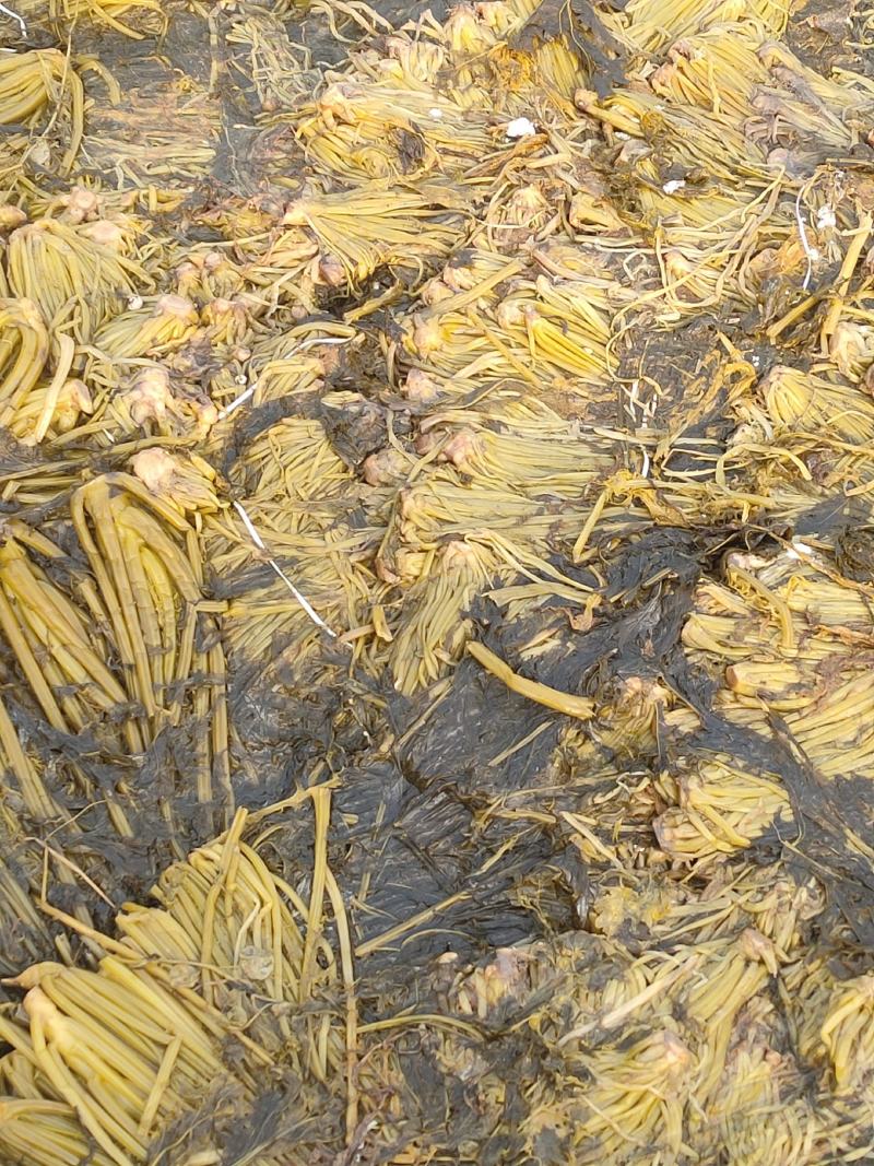 【泡菜】雪里红古法腌制色泽金黄雪菜精品雪菜