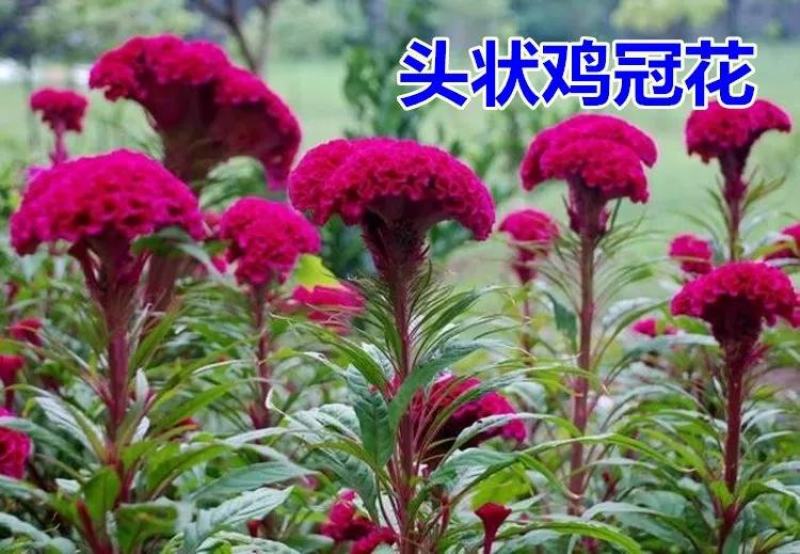 药用鸡冠花种子可观赏可药用四季可种量大从优