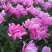 芍药单瓣重瓣。观赏芍药