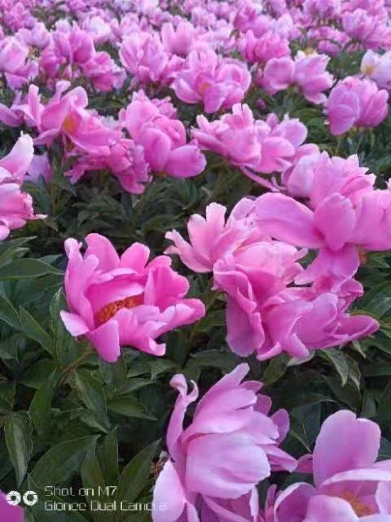 芍药单瓣重瓣。观赏芍药