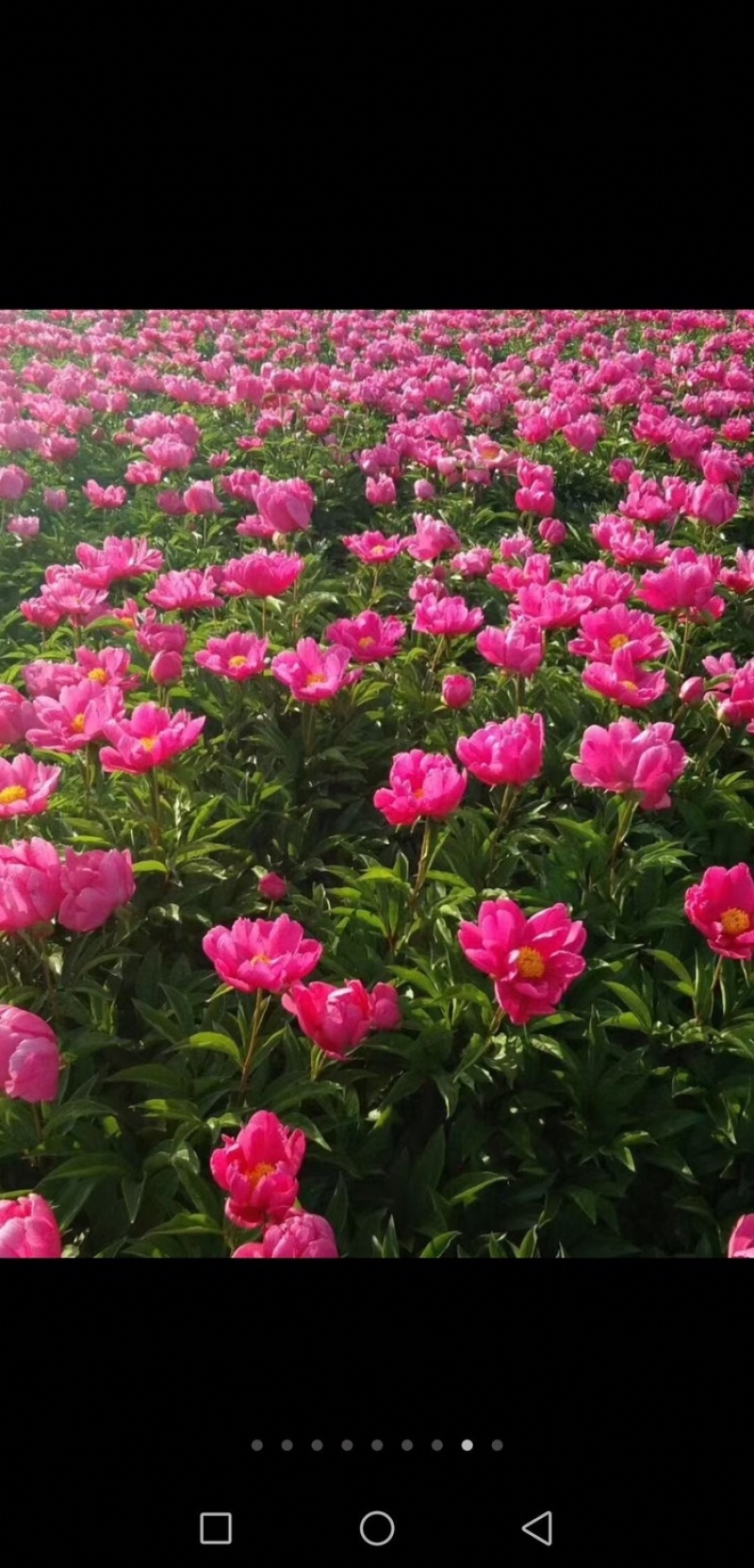 芍药单瓣重瓣。观赏芍药