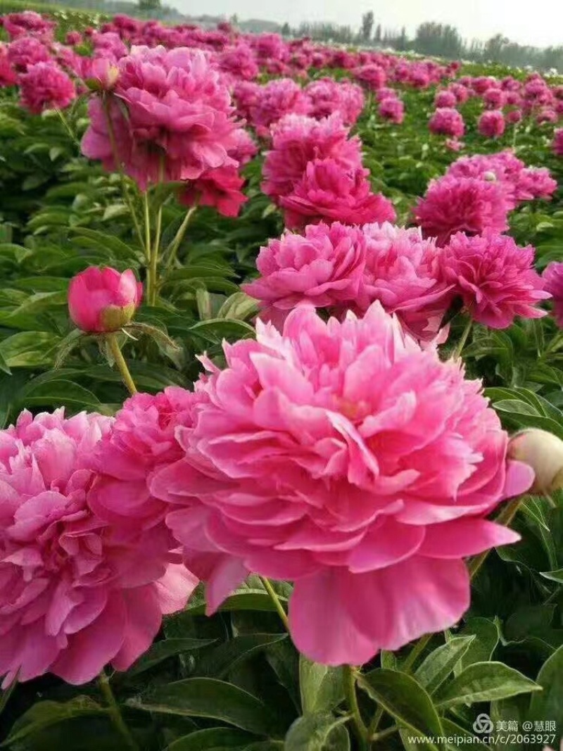 芍药单瓣重瓣。观赏芍药
