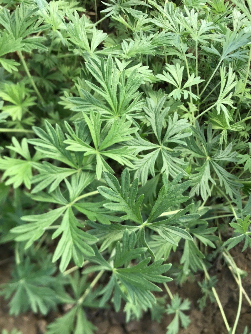 委陵菜营养杯