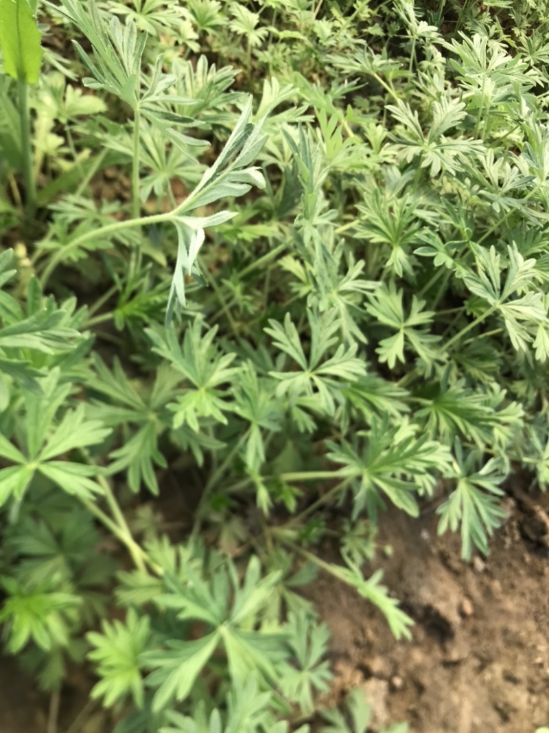 委陵菜营养杯