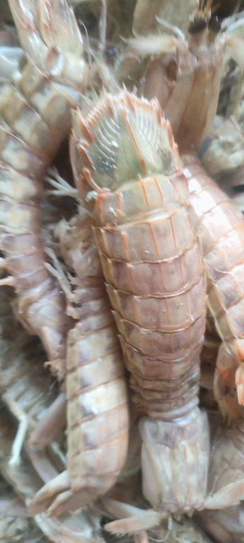琵琶虾