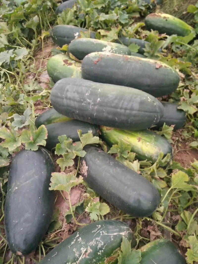 【热卖】湖南冬瓜黑皮冬瓜长冬瓜大量上市基地直发