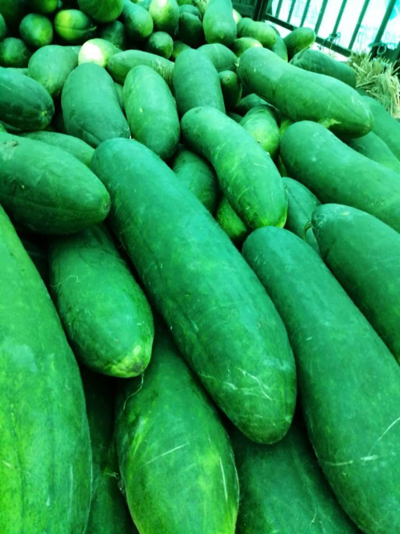 【热卖】湖南冬瓜黑皮冬瓜长冬瓜大量上市基地直发