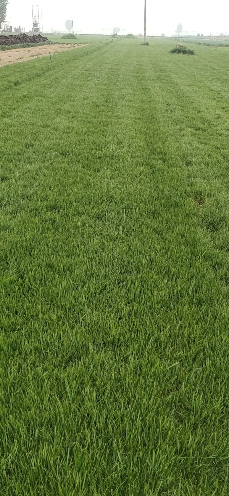 绿化草坪，高羊茅，早熟禾