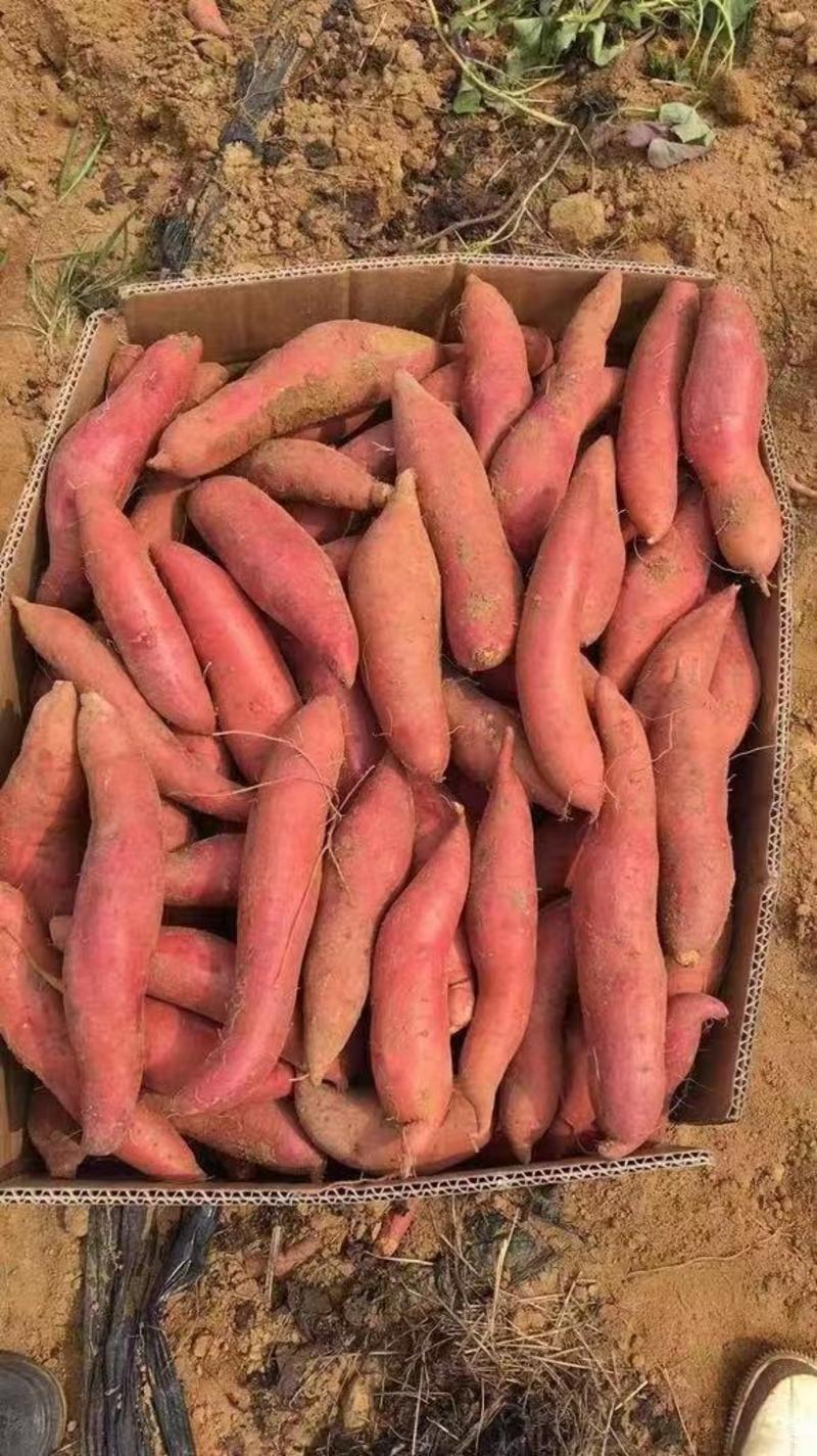 【实力】河南省红薯，西瓜红大量供应，随时视频看货