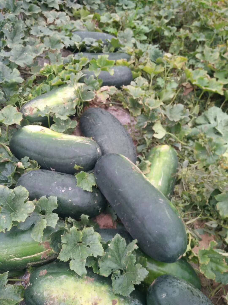 【热卖】湖南冬瓜黑皮冬瓜长冬瓜大量上市基地直发