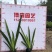 燕尾草容器苗绿化燕尾兰小苗燕尾苗批发基地报价