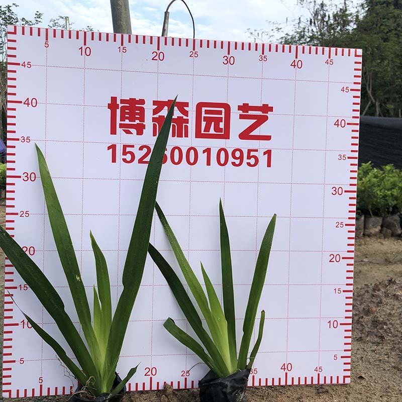 燕尾草容器苗绿化燕尾兰小苗燕尾苗批发基地报价