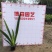 燕尾草容器苗绿化燕尾兰小苗燕尾苗批发基地报价