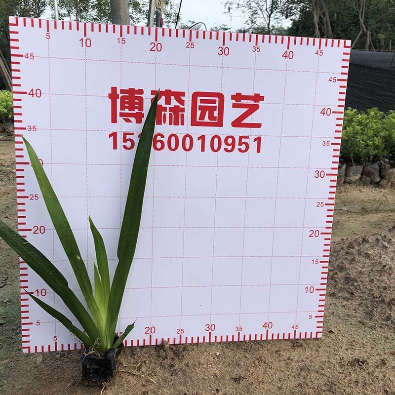 燕尾草容器苗绿化燕尾兰小苗燕尾苗批发基地报价