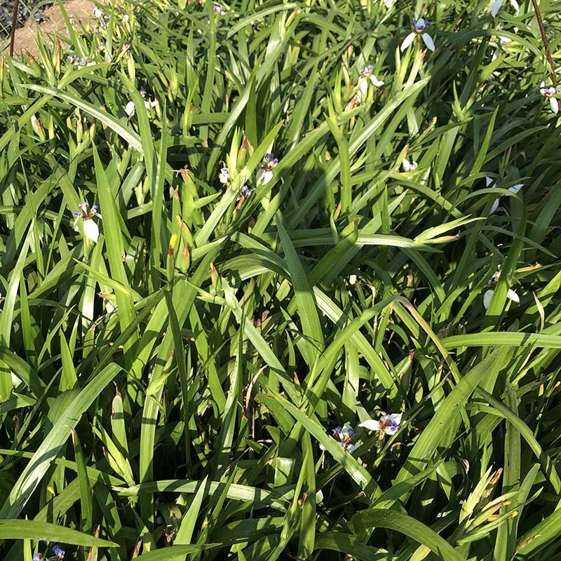 燕尾草容器苗绿化燕尾兰小苗燕尾苗批发基地报价