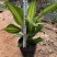 金心也门铁大杯苗青叶也门铁小苗室内客厅阳台绿植花卉