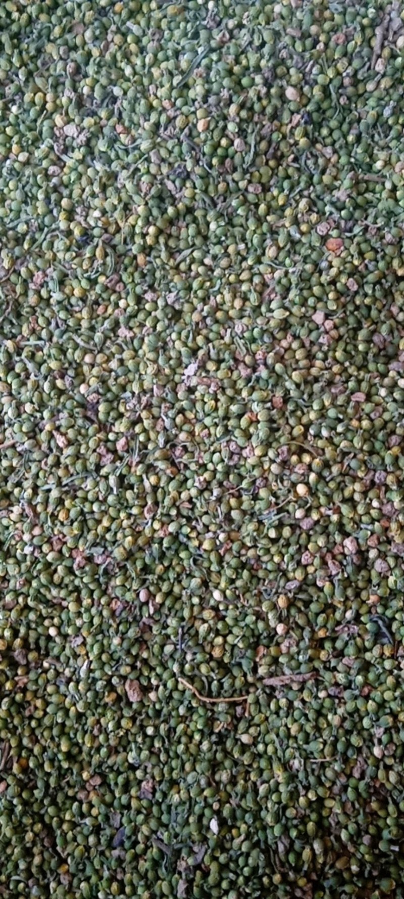 百蕊草种子批发零售大别山特产后期货