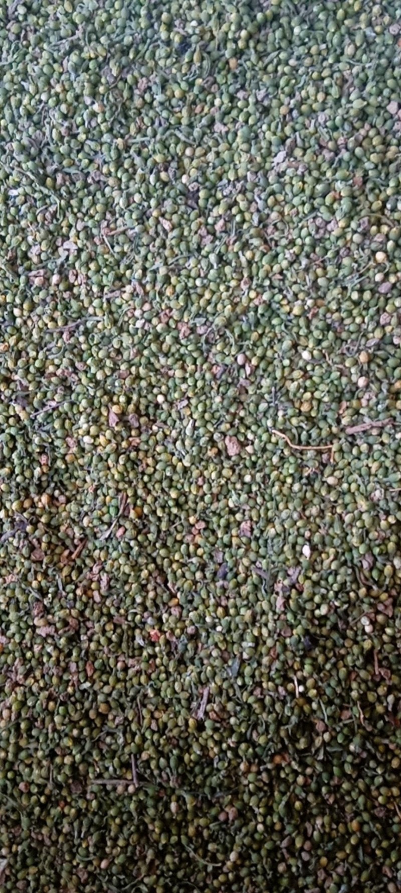 百蕊草种子批发零售大别山特产后期货