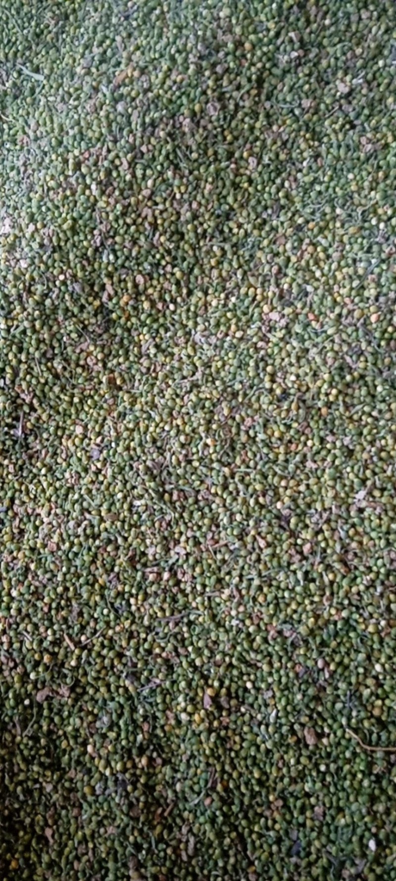 百蕊草种子批发零售大别山特产后期货