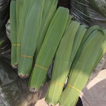 白洋淀芦苇叶，粽叶