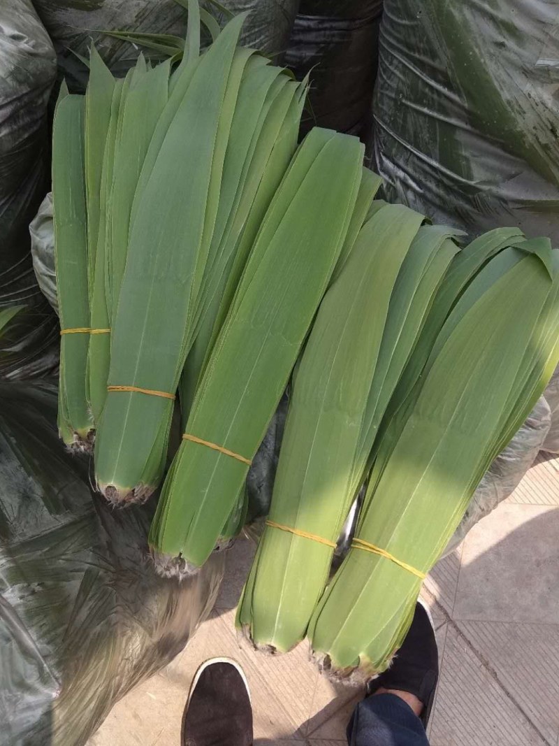 白洋淀芦苇叶，粽叶
