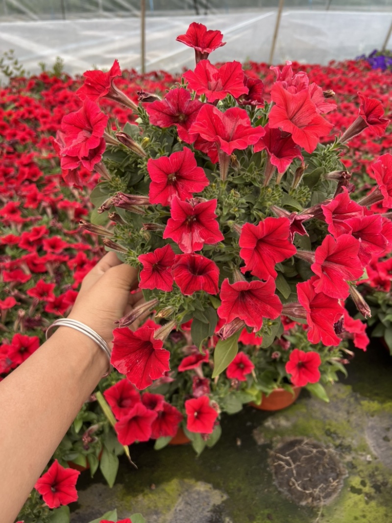 120牵牛基地大量出货量大私聊
