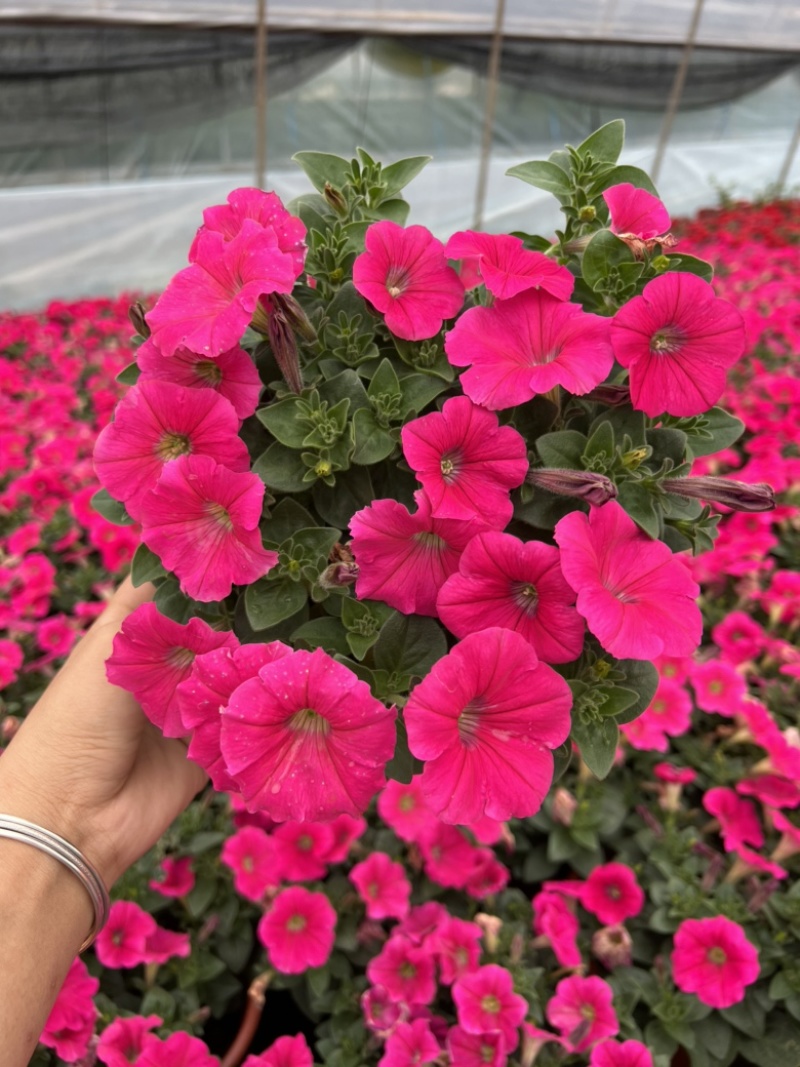 120牵牛基地大量出货量大私聊