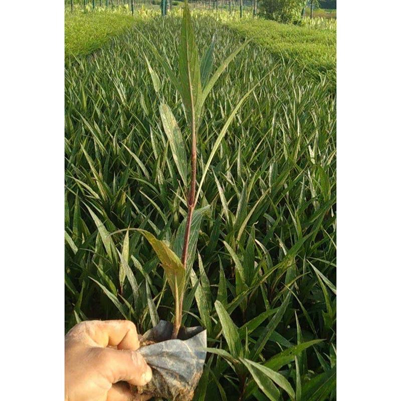 紫花芦莉草袋苗紫花翠芦莉绿化苗粉花翠芦莉地被苗工程苗