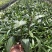 紫花芦莉草袋苗紫花翠芦莉绿化苗粉花翠芦莉地被苗工程苗