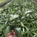 紫花芦莉草袋苗紫花翠芦莉绿化苗粉花翠芦莉地被苗工程苗