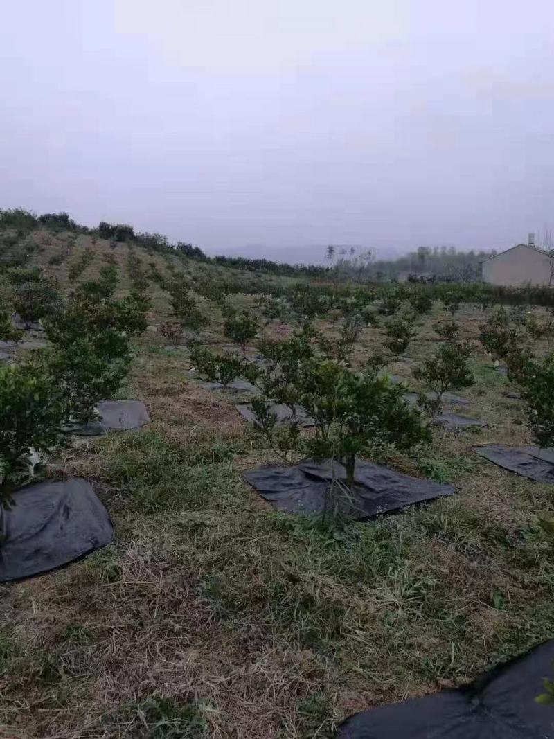 全新编织料防草布除草布单张打孔黑色透气透水加厚抗老化