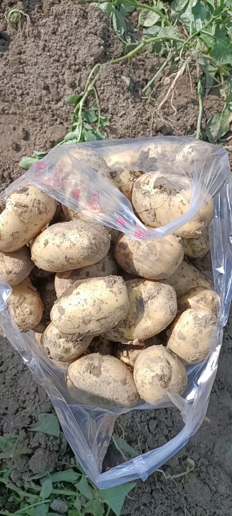 土豆洋芋万亩种植基地一手货源价格优惠大量有货
