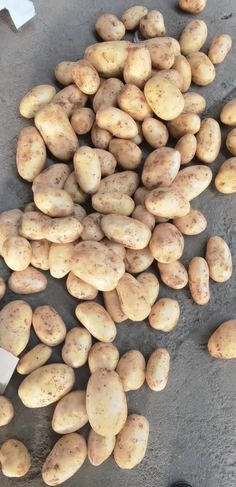 土豆洋芋万亩种植基地一手货源价格优惠大量有货