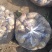 土豆洋芋万亩种植基地一手货源价格优惠大量有货