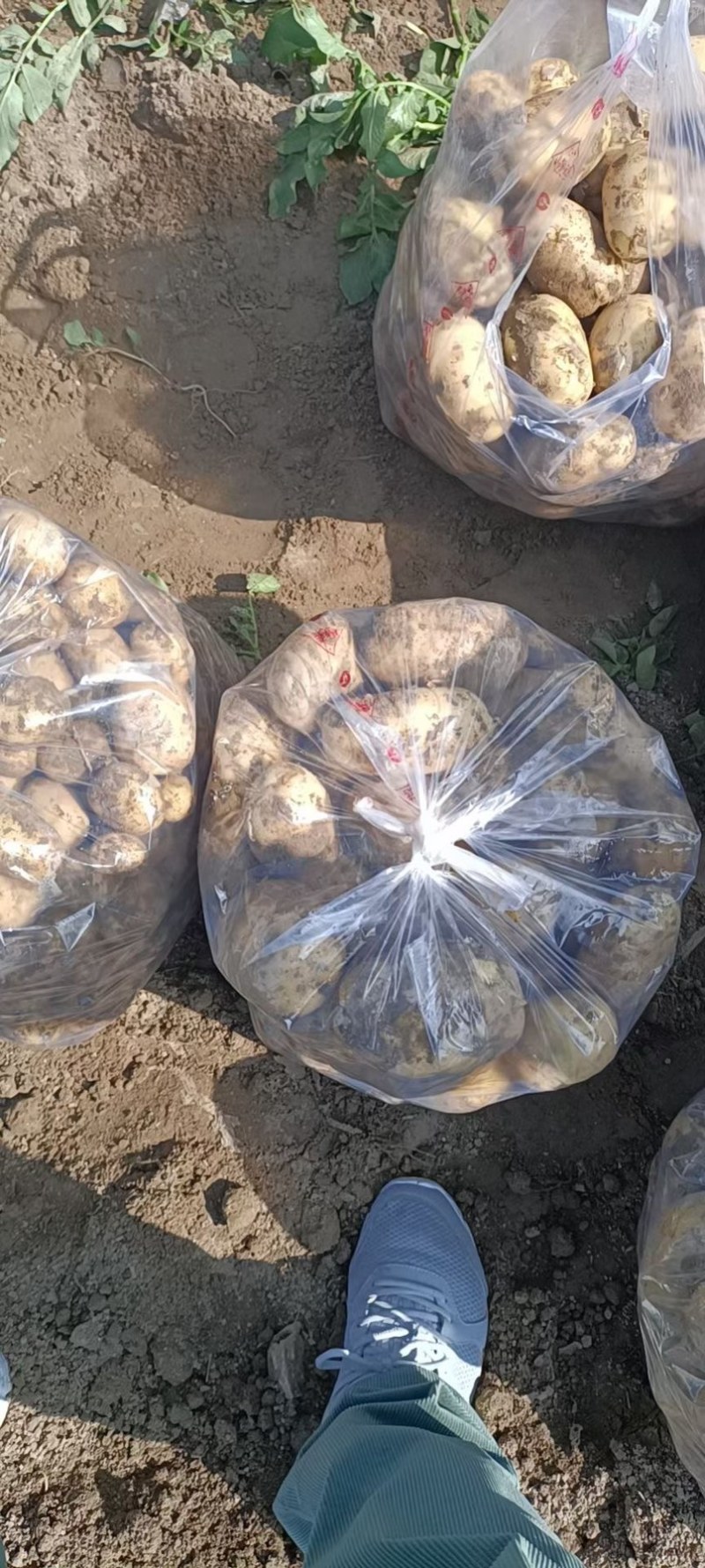 土豆洋芋万亩种植基地一手货源价格优惠大量有货