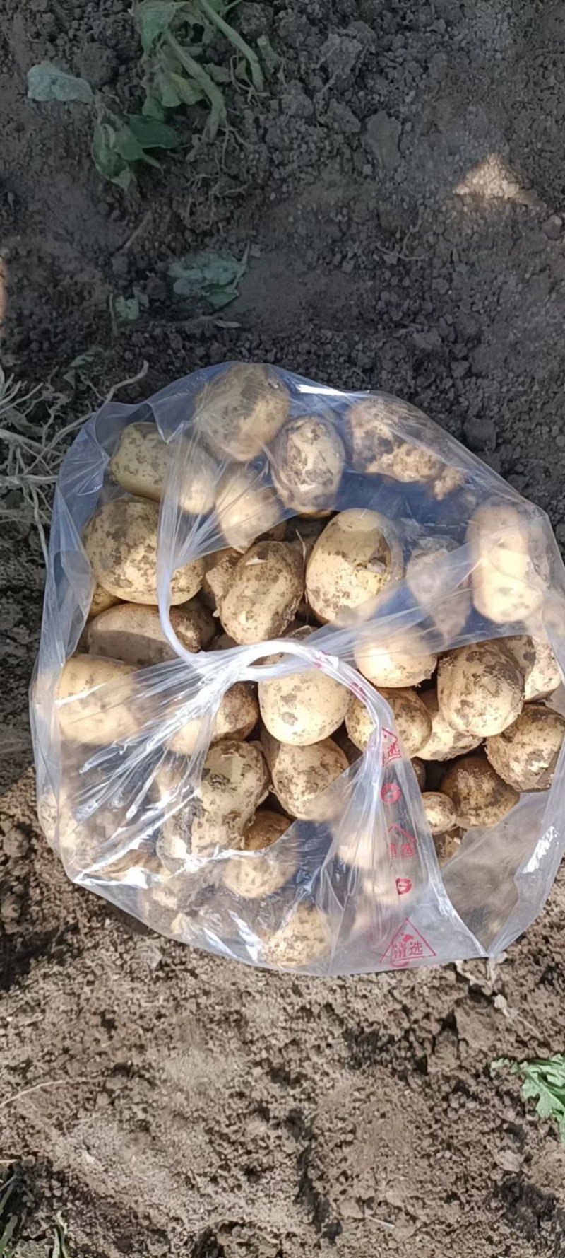 土豆洋芋万亩种植基地一手货源价格优惠大量有货
