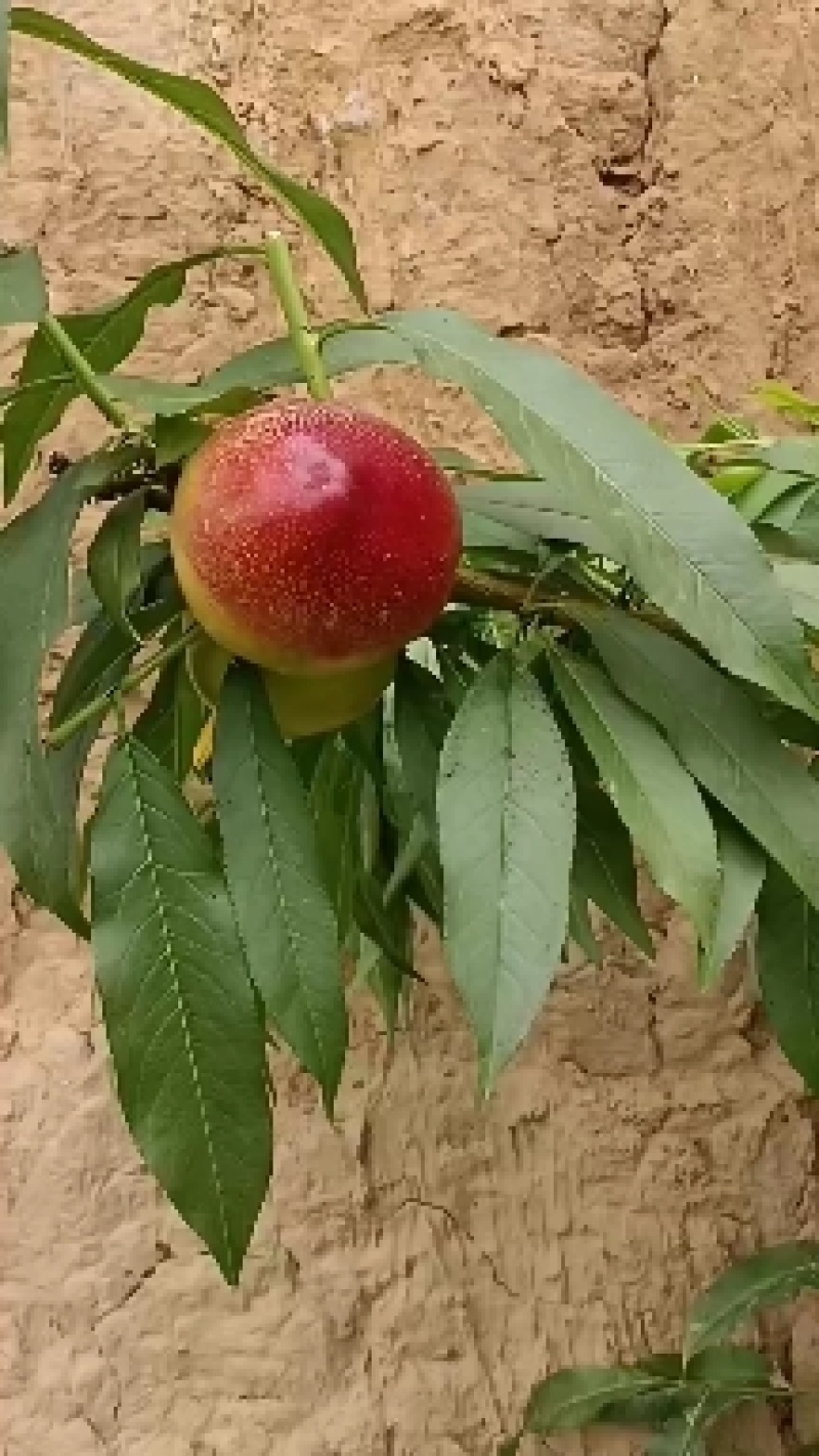 山西省高原暖棚中油油桃上市了，欢迎大家前来选购！！