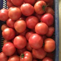 西红柿大量有货！价格便宜