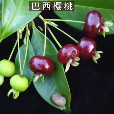 樱桃苗,巴西樱桃苗!有两米高大苗己长果!