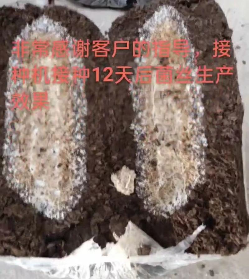 湖北食用菌机械设备—自动窝口接种机操作简单高效率品质保证
