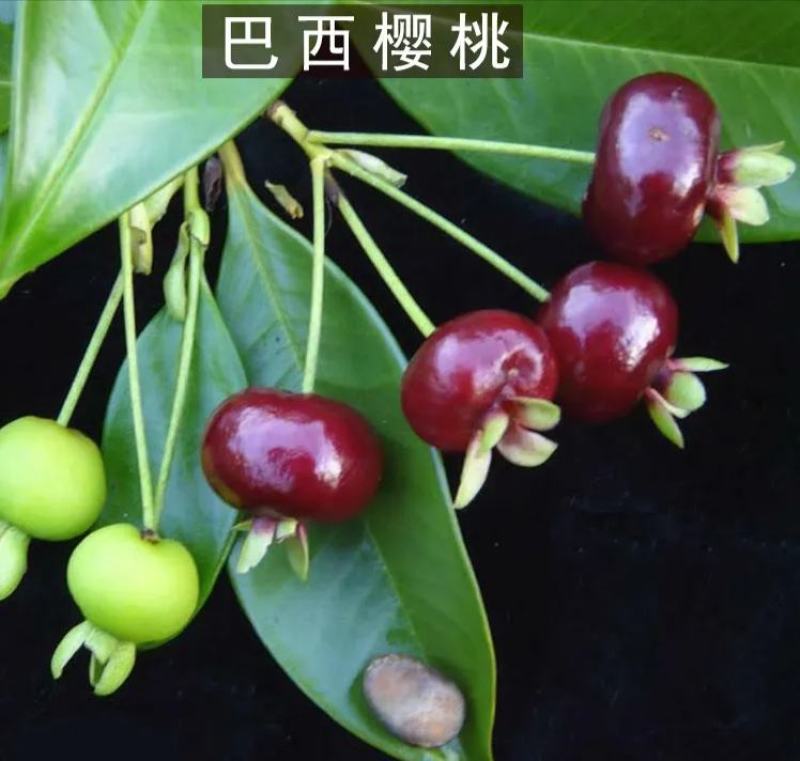 樱桃苗，巴西樱桃苗！有两米高大苗己长果！