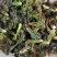 刺嫩芽