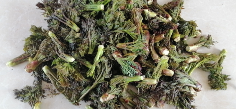 刺嫩芽