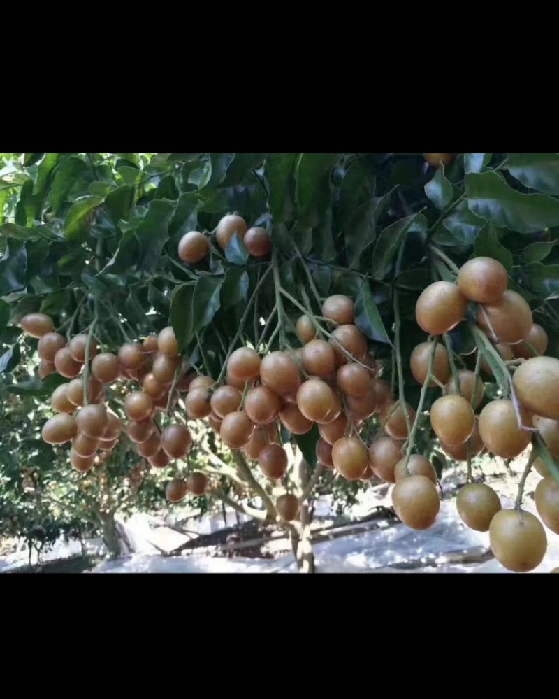 黑黄皮苗黄皮树苗鸡心无核紫肉黄皮苗嫁接苗包邮