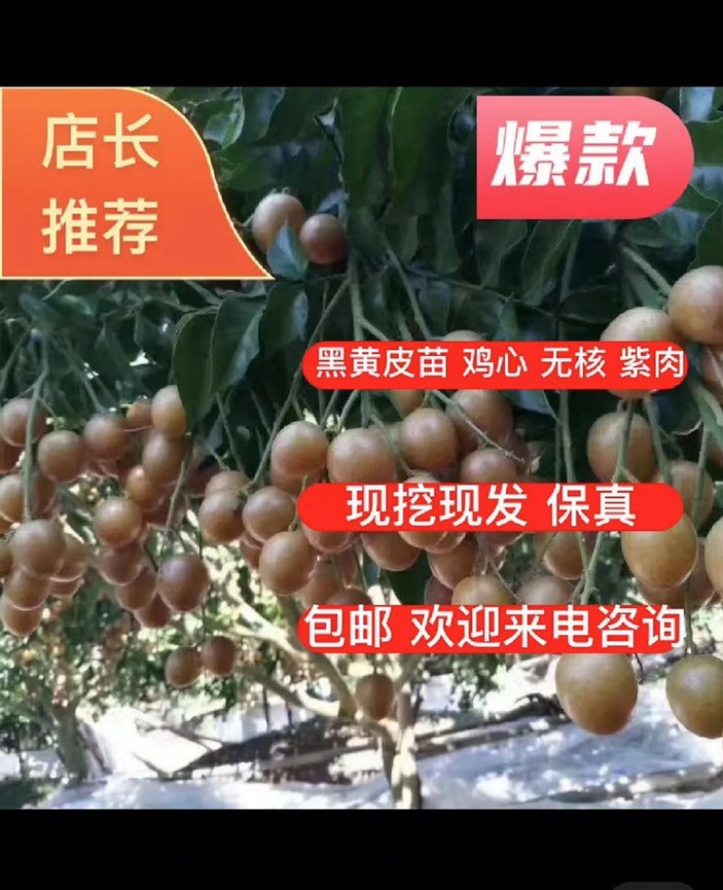 黑黄皮苗黄皮树苗鸡心无核紫肉黄皮苗嫁接苗包邮