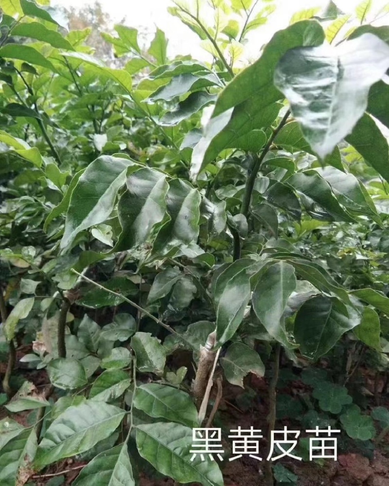 黑黄皮苗黄皮树苗鸡心无核紫肉黄皮苗嫁接苗包邮