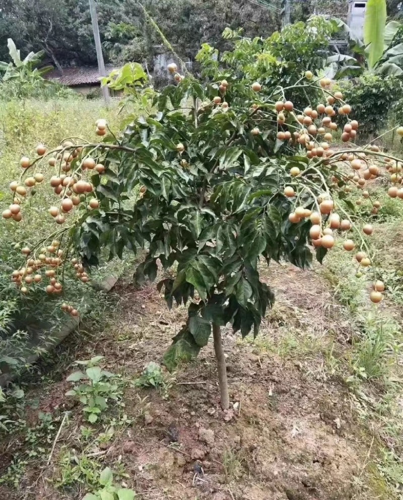 黑黄皮苗黄皮树苗鸡心无核紫肉黄皮苗嫁接苗包邮