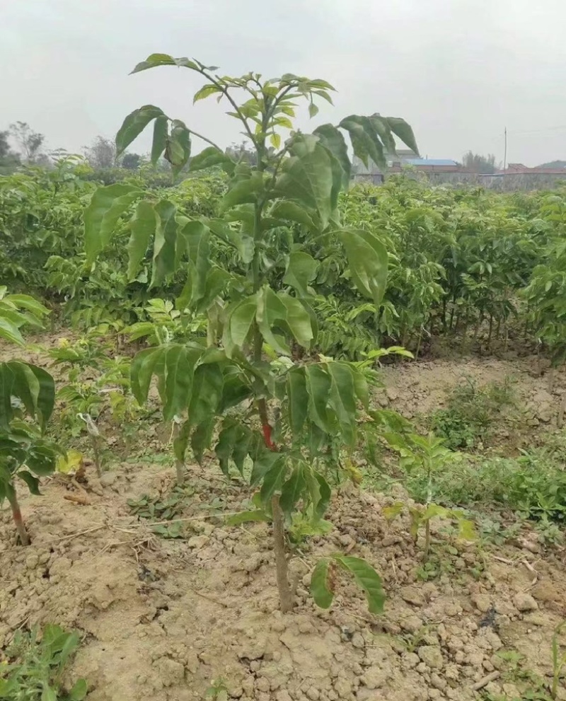 黑黄皮苗黄皮树苗鸡心无核紫肉黄皮苗嫁接苗包邮