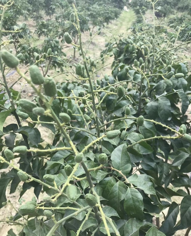 黑黄皮苗黄皮树苗鸡心无核紫肉黄皮苗嫁接苗包邮